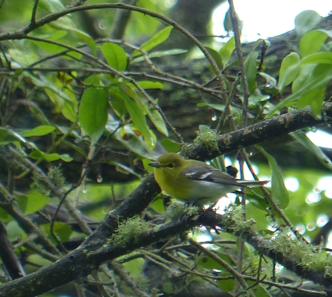 Yellow-throated Vireo